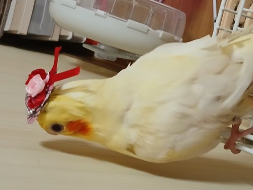 왕관앵무새 2마리