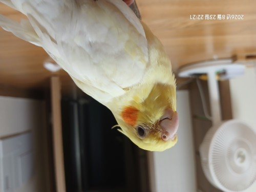 왕관앵무새 2마리